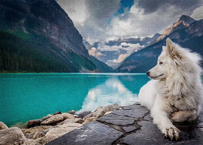 Dog
