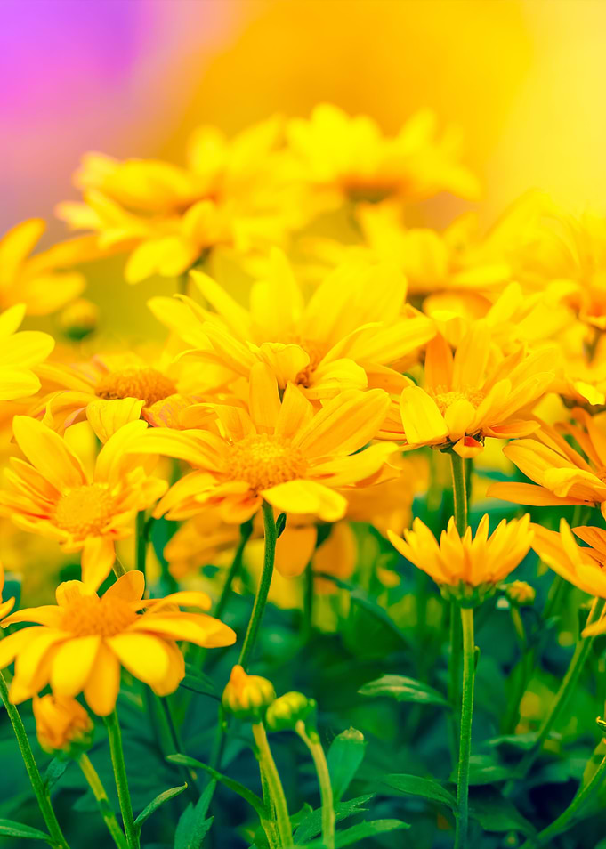 Flowers At Sunrise Light