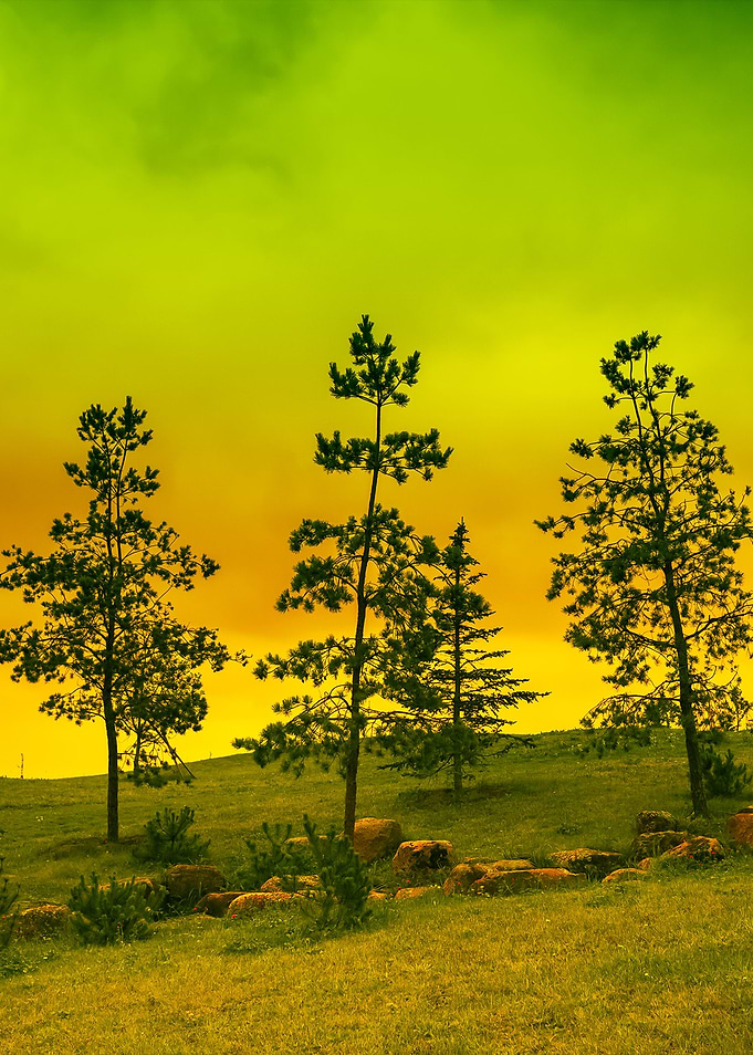 Landscape With Pine Trees