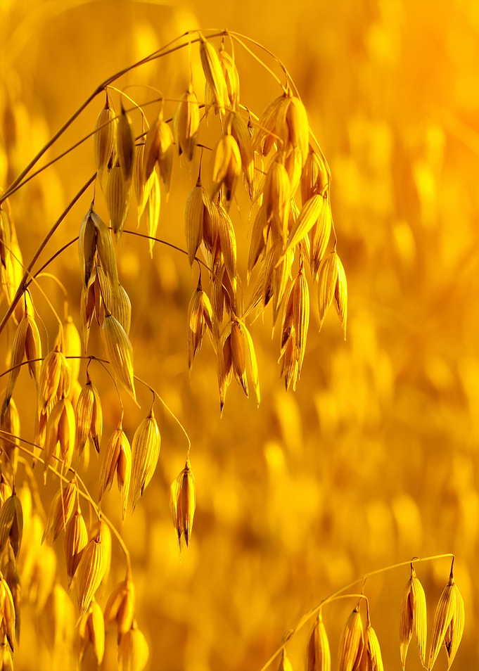 Oat Field At Sunset