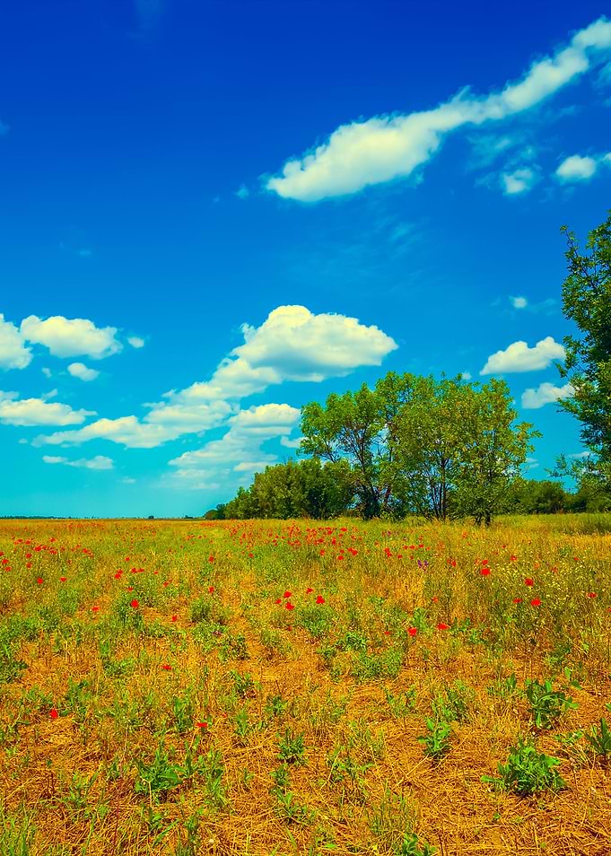 Uncultivated Field With Tr