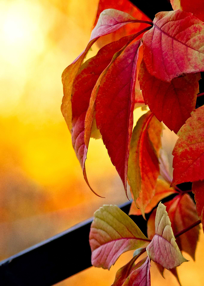 Orange Autumn