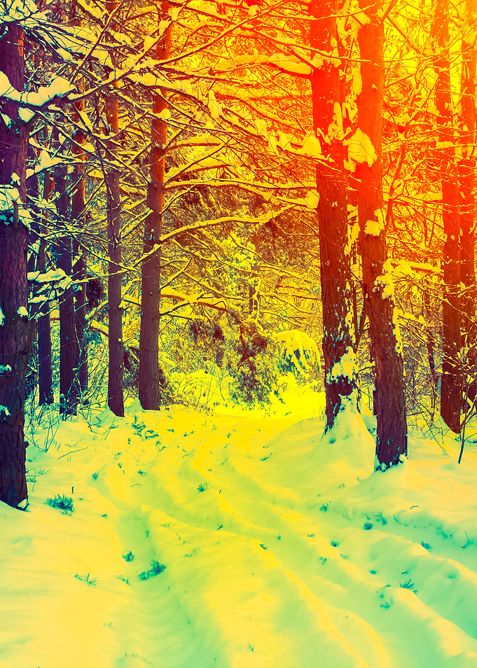 Winter Forest Covered With