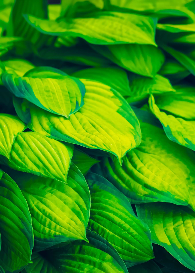 Natural Green Leaves Backg