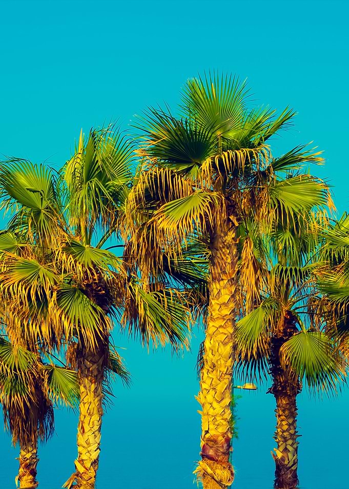 Palm Trees On The Embankme