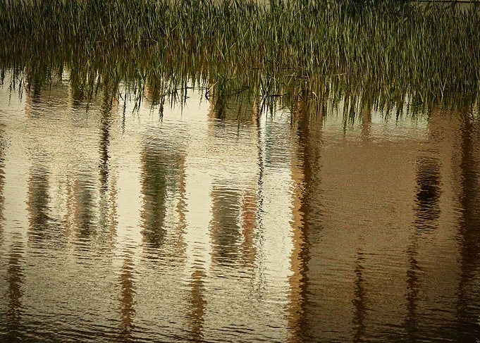 Rice Field