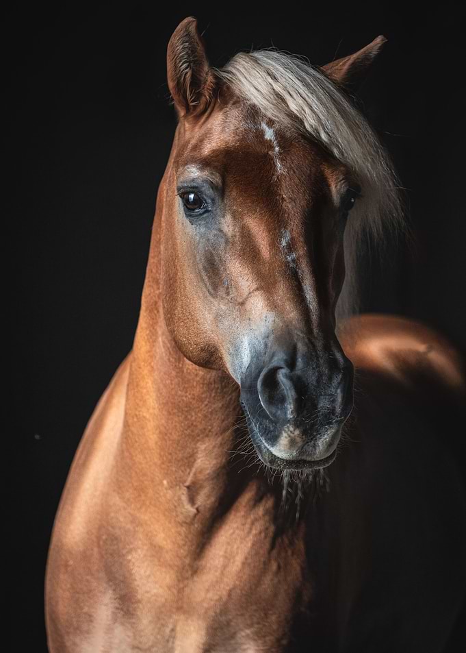 Haflinger Stromboli