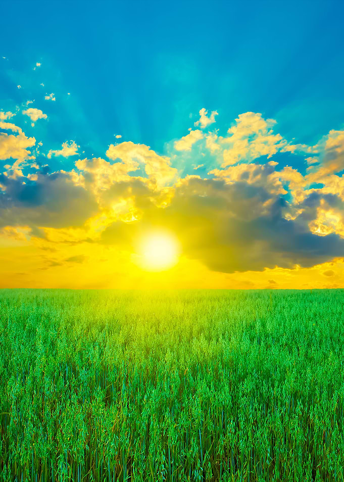 Oat Field With Blue Sky Wi