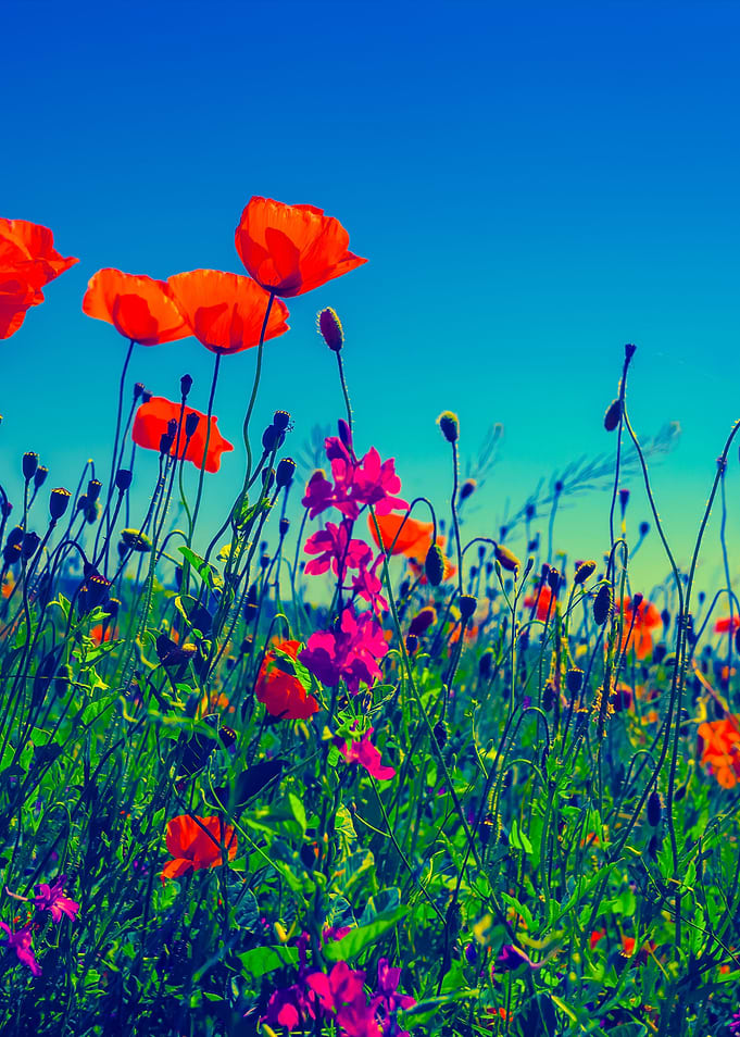 Poppy Flowers Against The