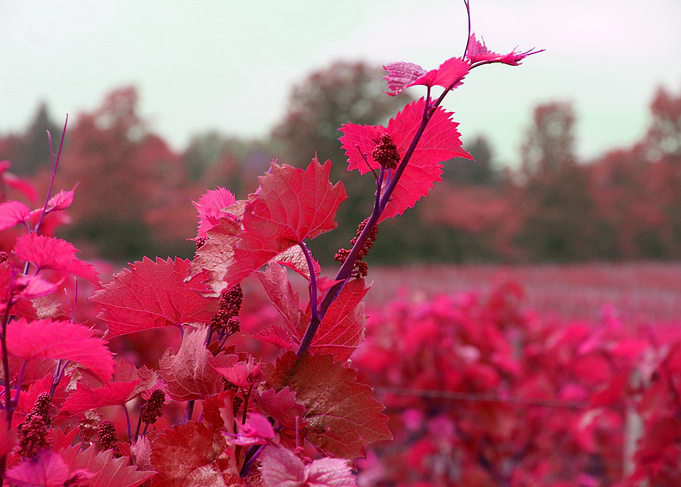 Baby Grape Clusters Red