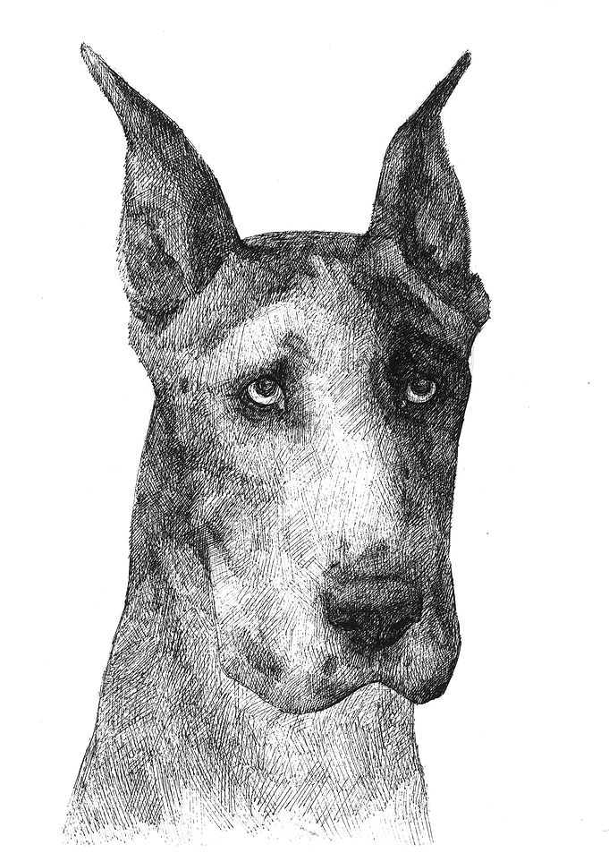 Great Dane