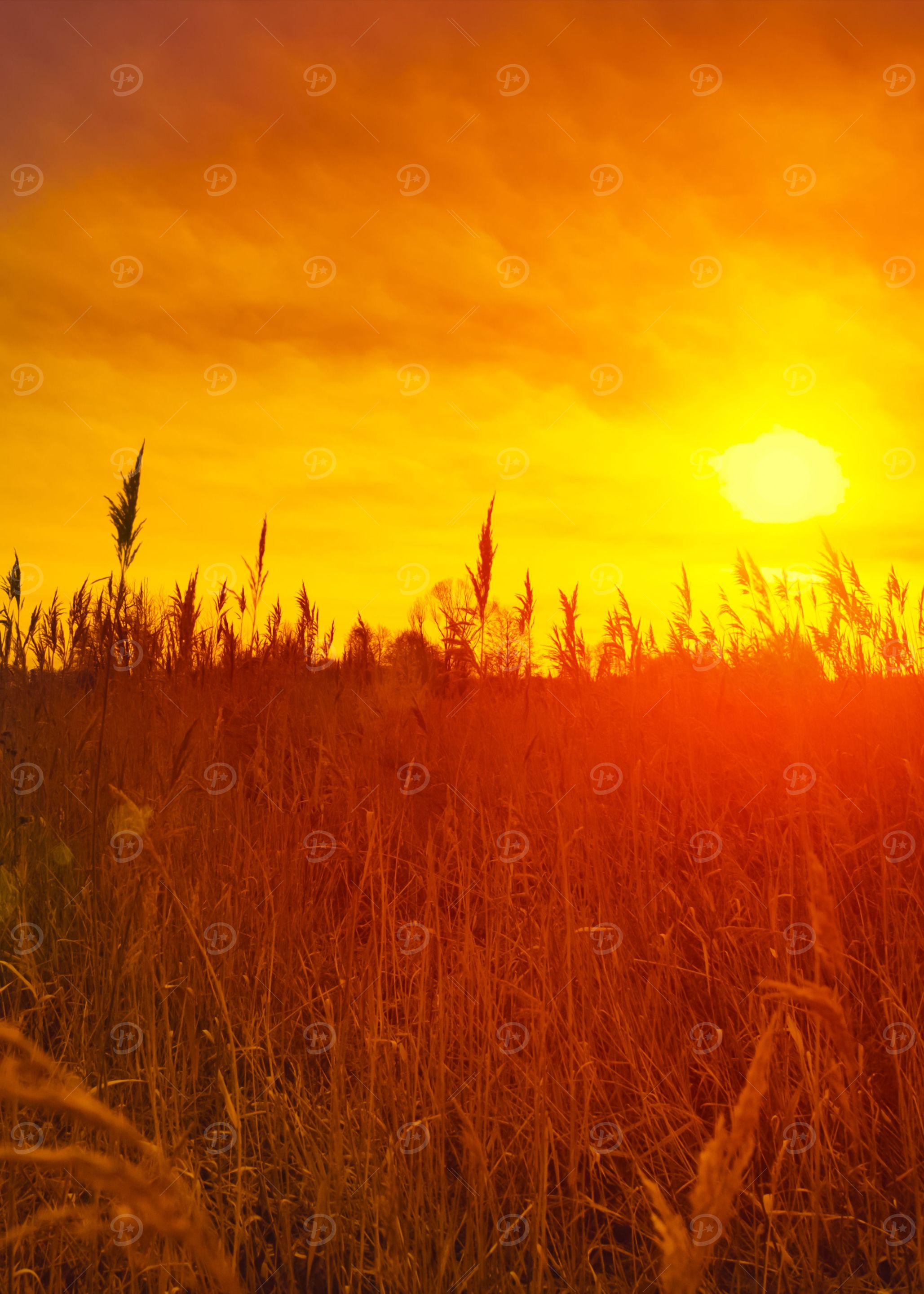 Beautiful Sunset Over Fiel