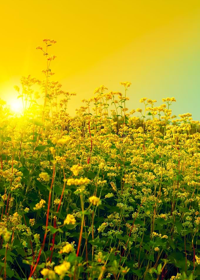 Beautiful Buckwheat Field