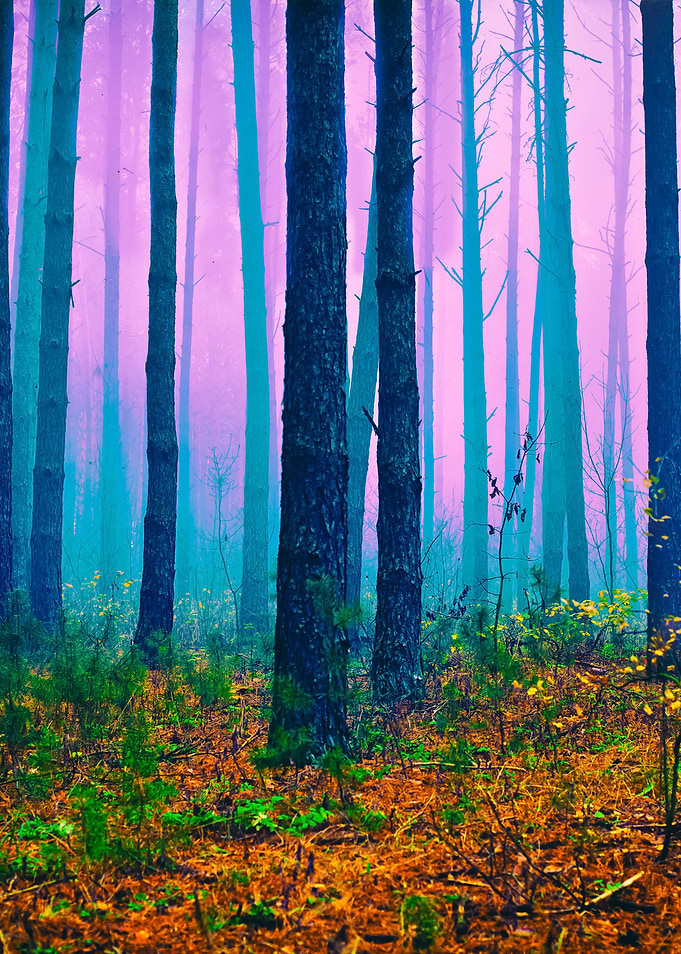 Pink Mist In Pine Forest