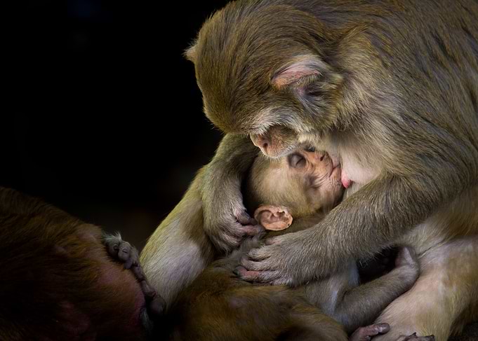 Emotions of Mother