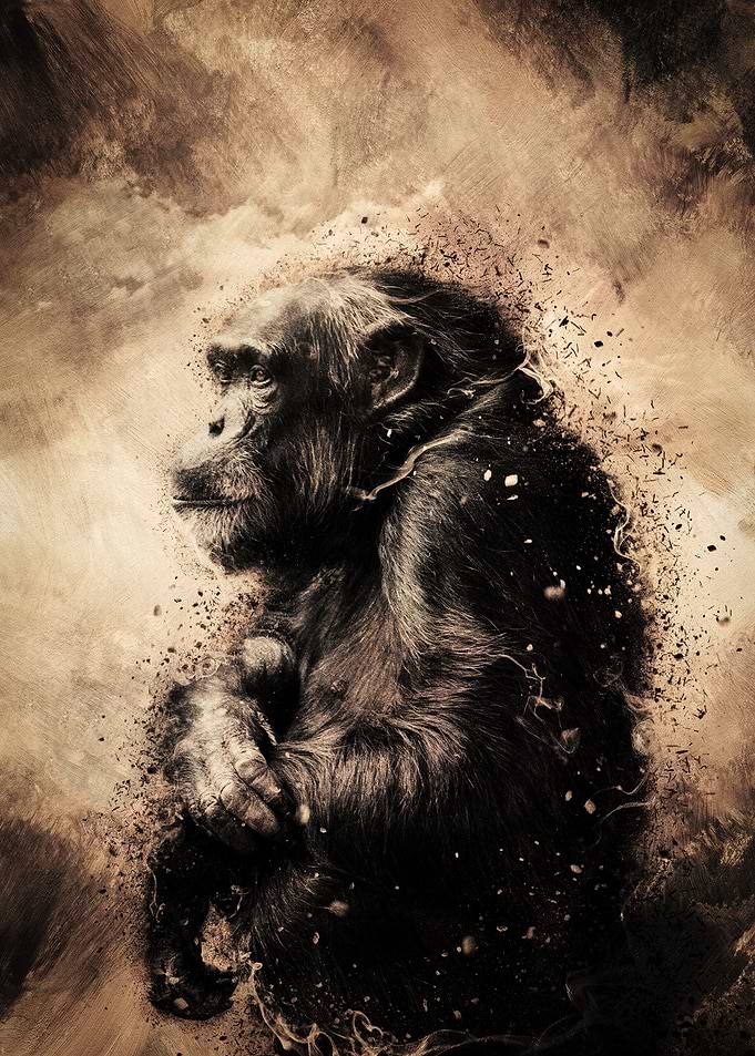 Contemplating Chimp