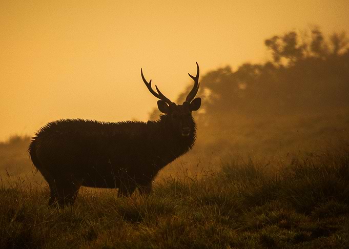 elk