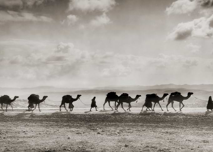 Camel Train