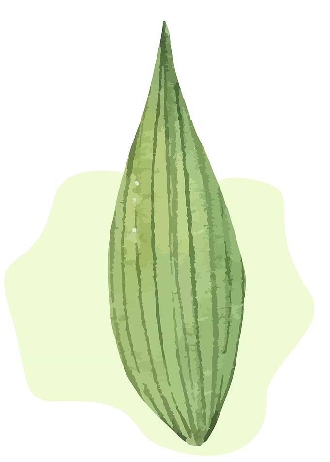 Tropical Leaf