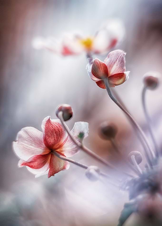 Anemone