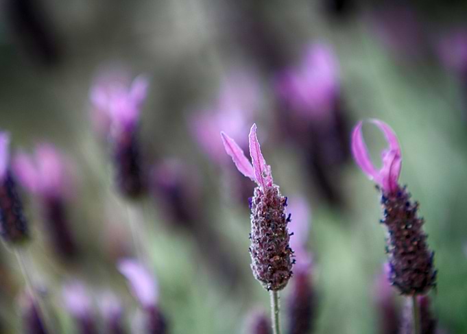 Spikelets