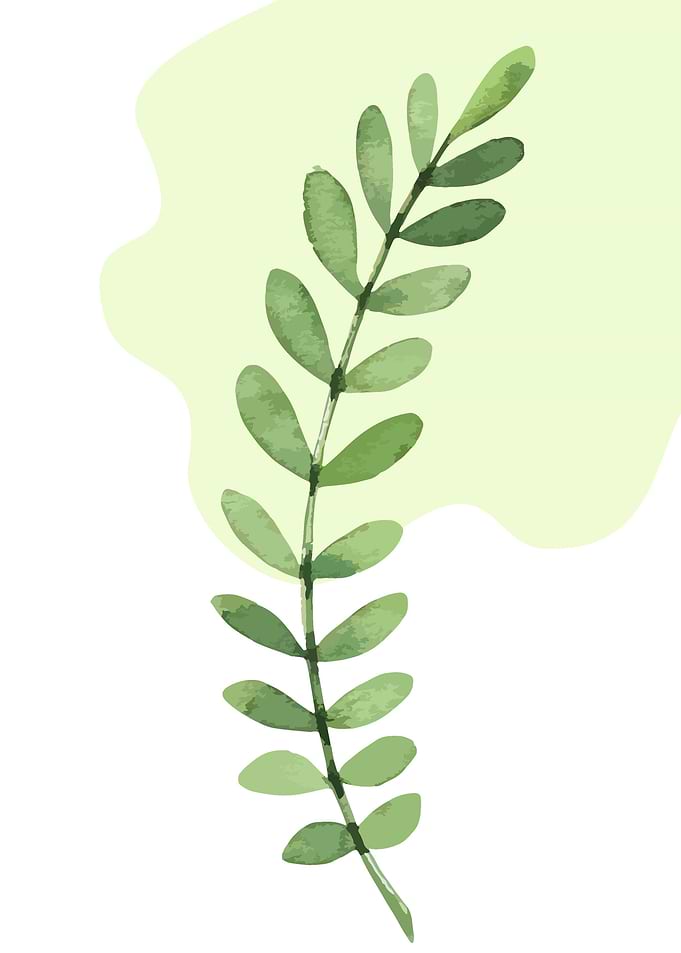 Tropical Leaf