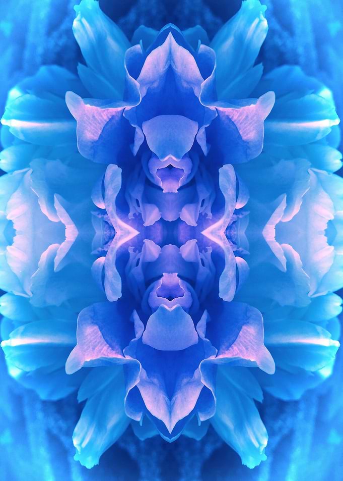 FlowerHaze2