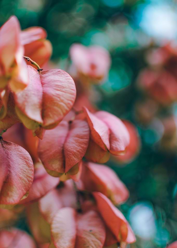 Flowers Photography