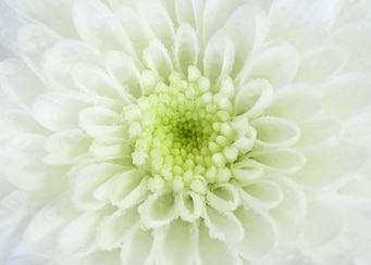 White chrysanthemum flower