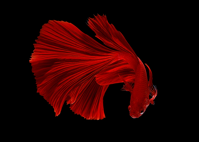 Red Fish