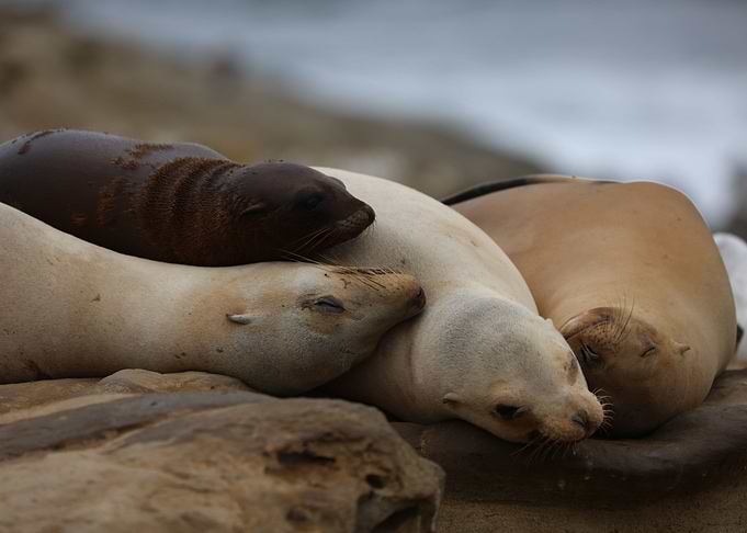 California Sea lion