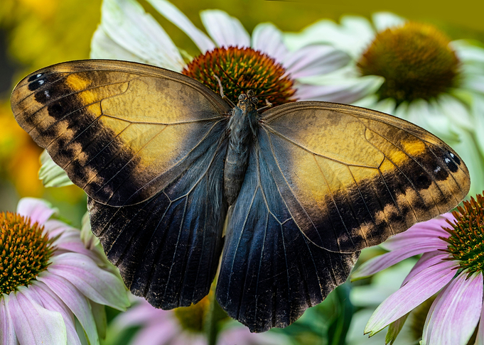 Caligo memnon butterfly