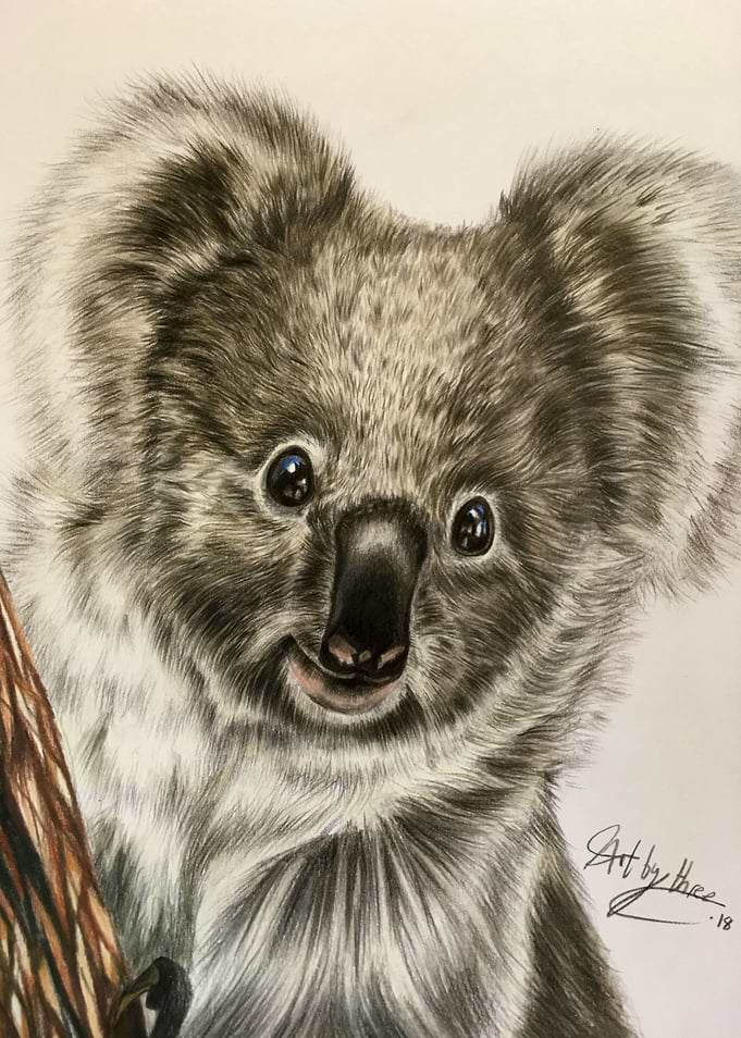 Koala Bear