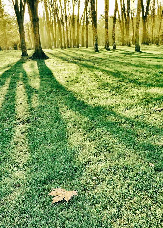 Morning shadows