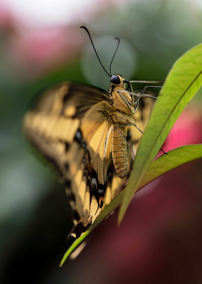 Papilio Thoas butterfly