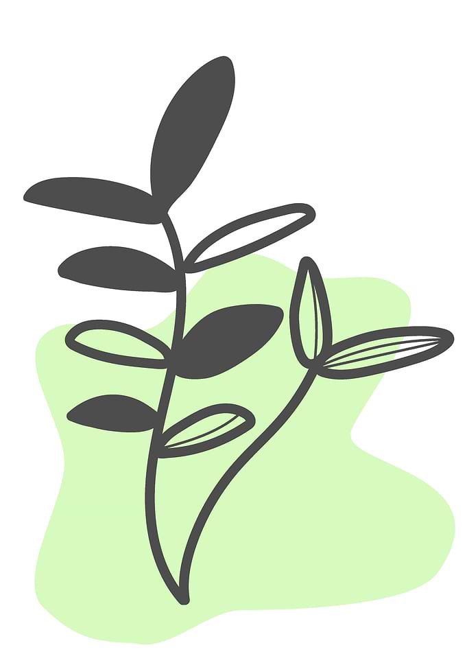 Hand Drawn Plant