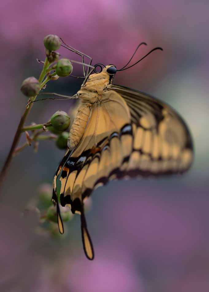 King Swallowtail