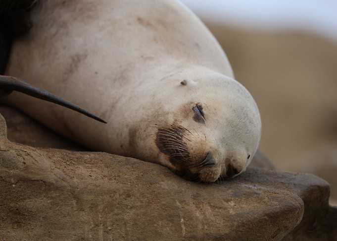 California sea lion