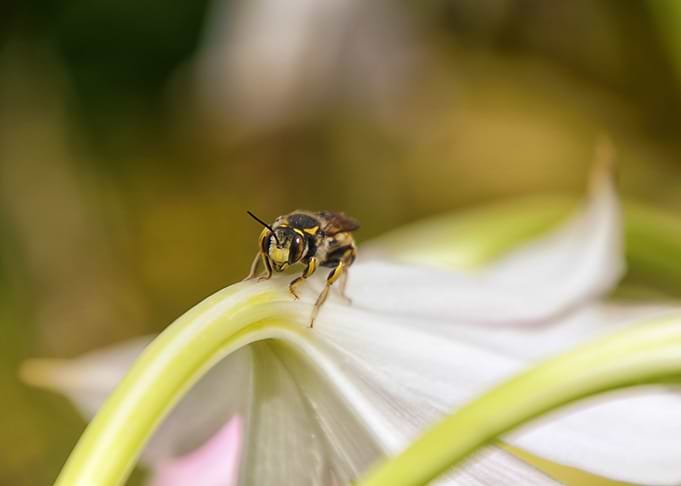 wasp