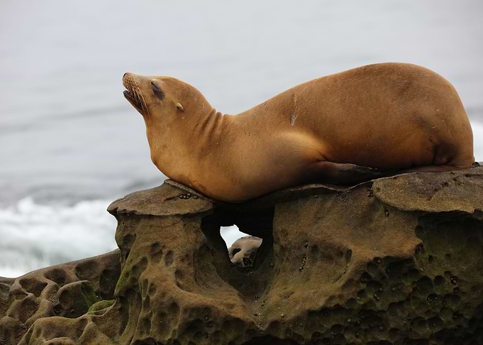California sea lion
