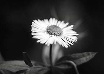 Daisy flower