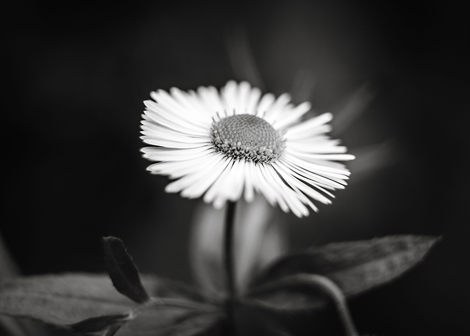 Daisy flower