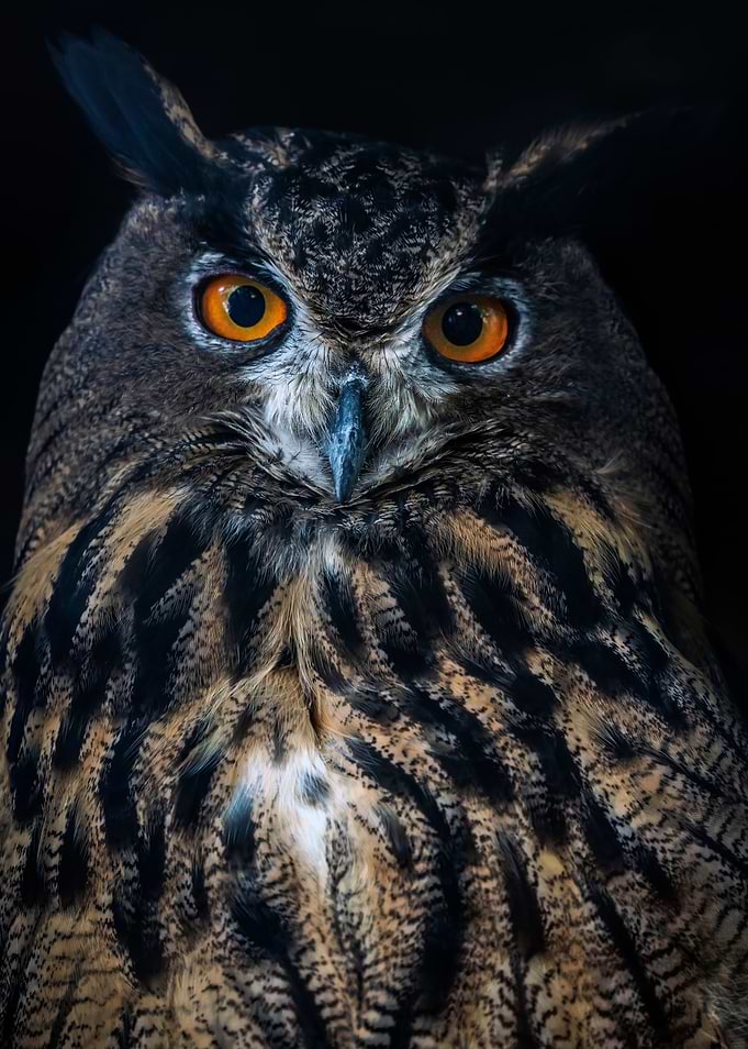 Eagle Owl