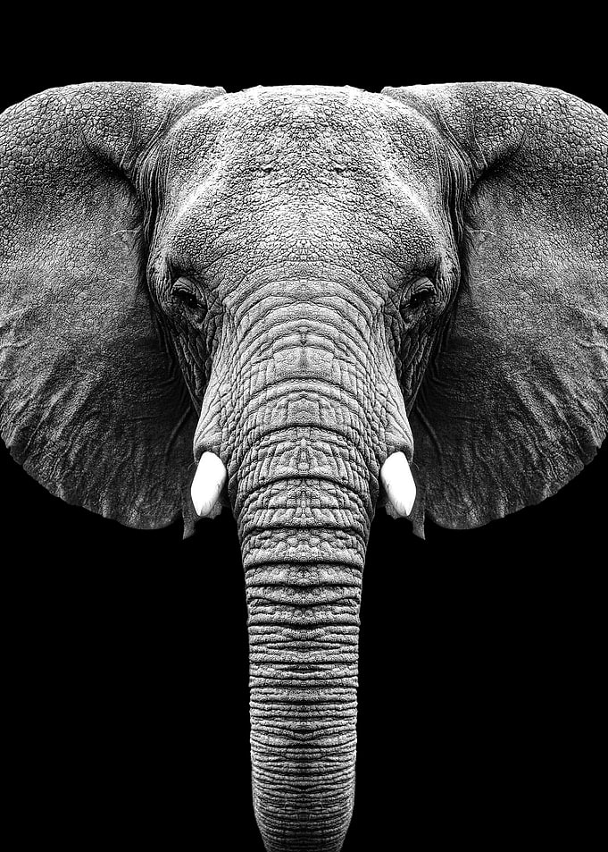 Wild Elephant head poster