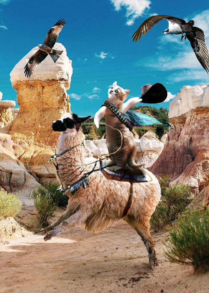 Cat Riding Llama
