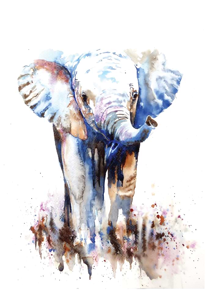 Baby Elephant