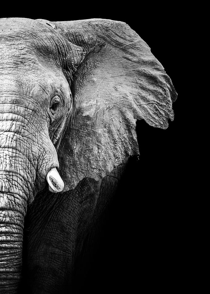 Wild Elephant head