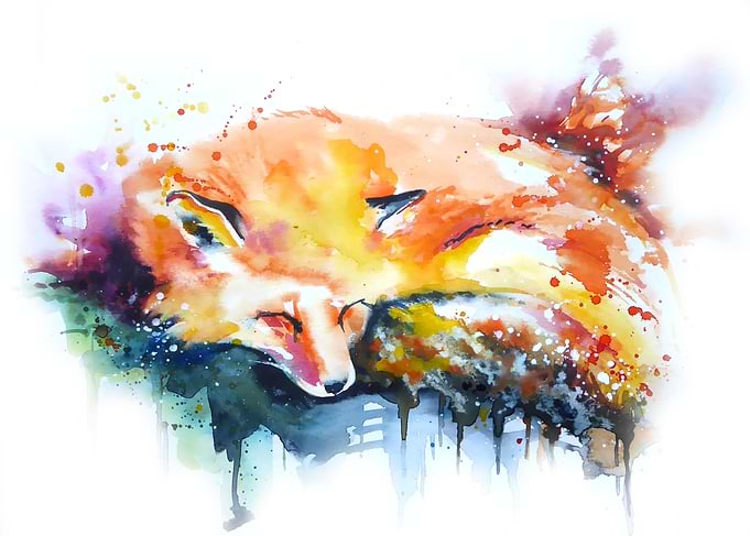 Sleeping Fox