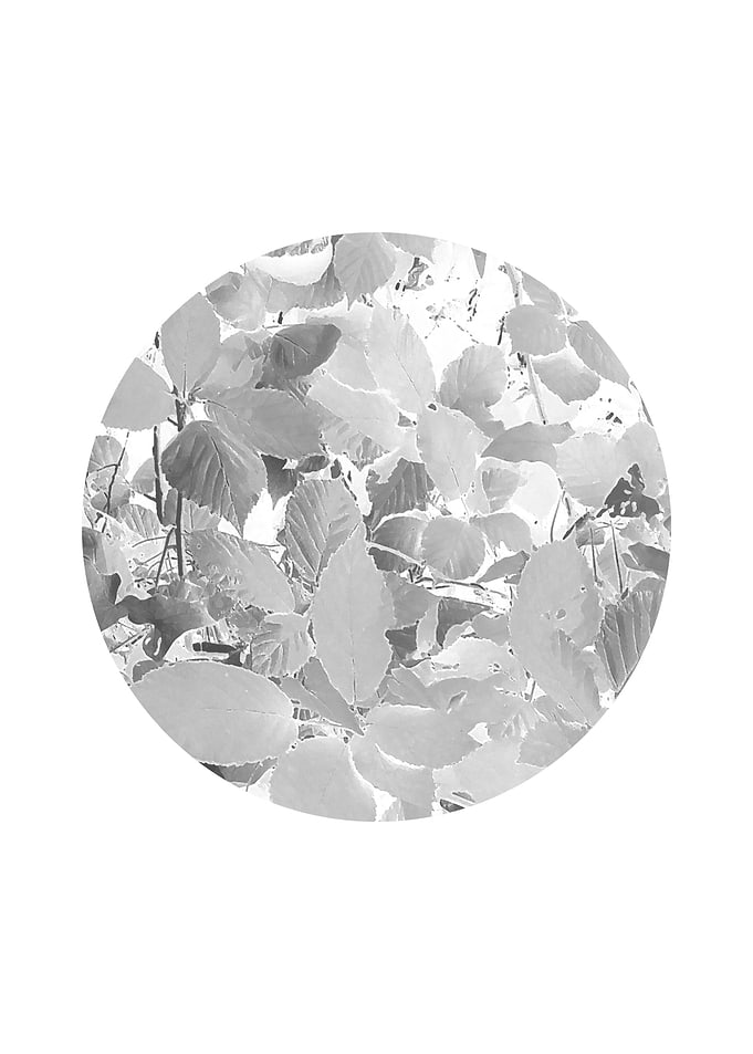 Leaves I