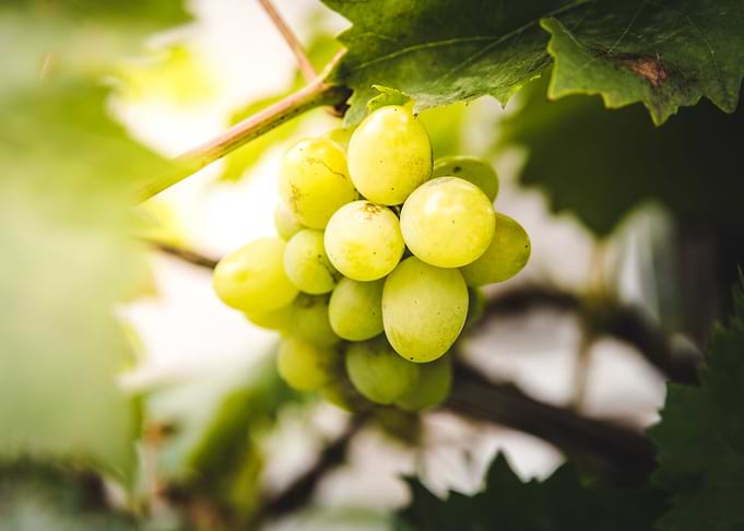 White grapes in garden
